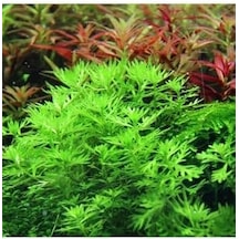 Hottonia Palustris In Canlı Bitki