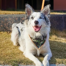 Wıld Jungle Bandana Collar M