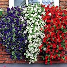 50 Adet Tohum Organik Hobi Bahçe Sarkan Petunya Balkon Çiçeği Toh