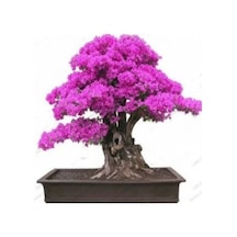 Bonsai İçin Uygun Erguvan Ağacı Tohumu 5 Tohum