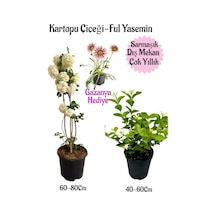 Kartopu Çiçeği 1 Adet+kokulu Ful Yasemin1adet+pembe Gazanya Saksılı Bahçe Seti