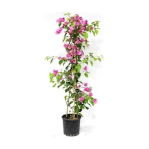 1 Adet Pembe Renk Begonvil Çiçeği Fidanı 80-100 Cm Saksılı/tüplü Çiçekli Bodur Bitkiler Pink Bougainvillea