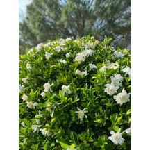Videolu Kokulu Gardenya Çiçeği 40 60 Cm 1 Adet Saksılı Çiçekli Iç/ Dış Mekan Bitkisi Gardenia