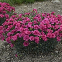 Dianthus Superbus Rose Bol Kokulu Karanfil Çiçeği Tohumu 100 Adet