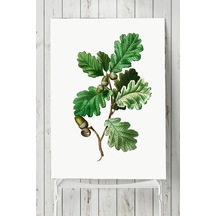 Meşe Palamudu Mutfak Poster