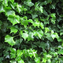 Hedera Helix Hibernica Duvar Sarmaşığı