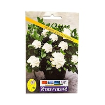 Gardenya Çiçeği Tohumu, Bahçenizi Renklendirmek İçin