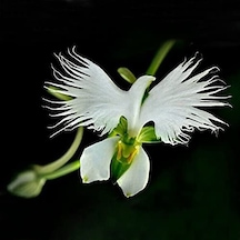 Japon Radiata Orkide Çiçeği Tohumu Ekim Seti 5 Tohum +Saksı+Topra