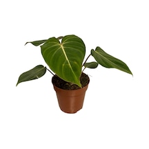 Philodendron Gloriosum Ø12 Cm 25-30 Cm