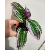 Telgrafçiçeği Fidesi 10-15 Cm Özel Renk