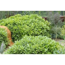 Pittosporum Çalısı