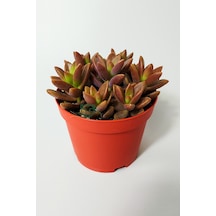 Graptosedum California Sunset Çabuk Çoğalan Hızlı Yayılan Sukulen