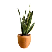Sansevieria Trifasciata Paşa Kılıcı Fidanı 10-20 Cm