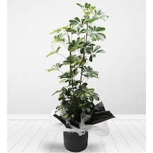 Videolu Şeflera Salon Bitkisi 70 90 Cm 1 Adet Saksılı Iç Mekan Bitkisi Schefflera