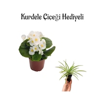 Beyaz Renk Şeker Begonya Çiçeği Sevgililer Gününe Özel Kurdele Çiçeği Hediyeli