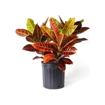 Kraton Bitkisi 60 Cm Boy Croton Kroton Ev Bitkisi Ofis Bitkisi Salon Bitkisi