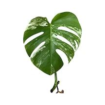 Monstera Deliciosa 'albo Variegata' Çelik