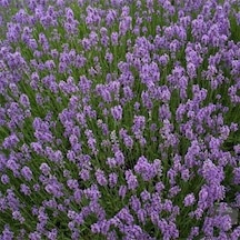 Lavandula Angustifolia Lavanta Çiçeği Tohumu 10 GRam