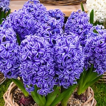 Blue Jacket Hyacinthus Oriantalis Koyu Mavi Sümbül Soğanı 3 Ade