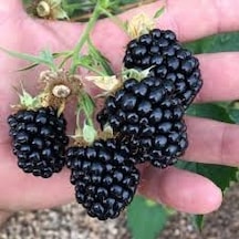 15 Adet Tohum Böğürtlen Siyah Böğürtlen Ağaç Tohumu Saksı Toprak