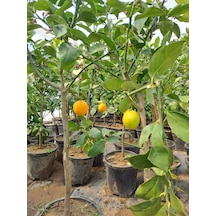 4 Taş Tam Bodur Tijli Yediveren Limon Fidanı
