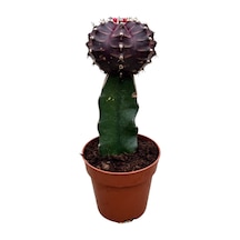Gymnocalycium Mihanovichii - Bordo 1 Adet