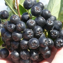 Viking Siyah Aronya Siyah Aronia Chokeberry Fidanı 10-20 Cm