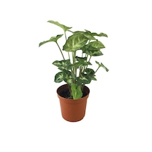 Syngonium Podophyllum 'Pixie' (Melek Kanadı Çiçeği) Ø5,5 CM Y10-15 CM