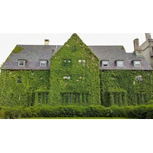 Hedera Sarmaşık 5 Adet 50-100 Cm Sarılıcı Bitki