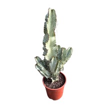 Euphorbia Erythraeae 'variegata'