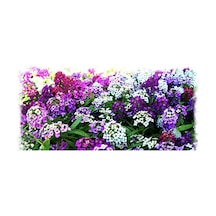 Alyssum Karışık Renk Çiçekli Kokulu Çiçekler500+Tohum N113793