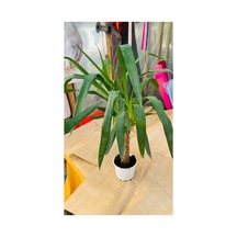 Tekli Yucca Çiçeği