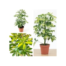 Videolu Tek Dal Tebrik Hediyesi Alacalı Şeflera Çiçeği 50-70 Cm Saksılı Iç Mekan Bitki Schefflera