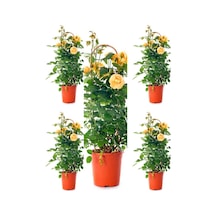 Sarı Kokulu Gül Fidanı 50-70 Cm 5 Adet Saksılı Bahçe Gülü Yellow Roses