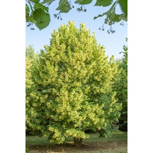 Ihlamur Fidanı 60 80 Cm