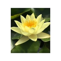 5 Adet Tohum Organik Lotus Sarı Su Çiçeği Tohumu Organik Nilüfer Çiçeği Tohumu Hediye Tohumlu