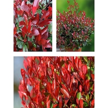 Alev Çalısı Bitkisi Fidanı 30-50 Cm Saksılı Çiçekli Bodur Bitkiler Pyracantha