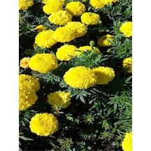 Sarı Kadife Çiçeği 10 Adet Saksılı/ Tüplü 5-15 Cm Iç / Dış Mekan Bitkisi Tagates Erecta