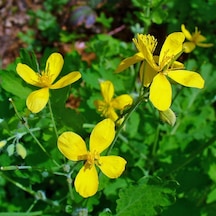 Tüplü Kırlangıç Otu Fidanı 10-20 Cm