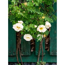 Avantajlı Sarmaşık Gül Beyaz Renkli Kokulu 90 140cm 1 Adet Saksılı Aşılı Gül White Rose