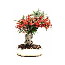 Bodur Bonsai Kahve Ağacı Tohumu 5 Tohum Ekim Seti + Saksı + Toprak