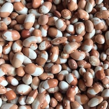 Geleneksel Ata Tohumları Keklik Sırık Fasulye Tohumu 10 Tohum