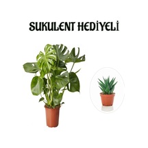 Parlak Geniş Yapraklı Deve Tabanı Bitkisi Sevgililer Gününe Özel Sukulent Hediyeli