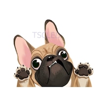Fransız Bulldog Araba Sticker Çıkartması