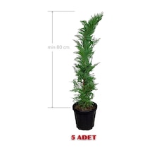 Melez Servi Leylandi Fidanı 80 Cm X 5 Ad