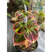 Kolyos Yaprak Güzeli Çiçeği 10-20 Cm Saksılı