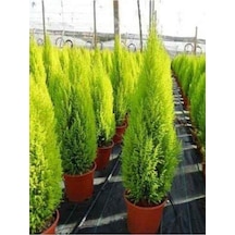 Salon Çamı Limoni Servi Çam Fidanı 14 Lük Saksıda- Boyu 30-40 Cm