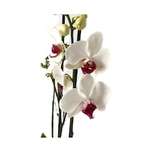 Phalaenopsis 'Castor' (Beyaz Orkide) Ø12 CM 70-80 CM