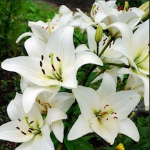Lily Oriental White Kokulu Beyaz Çiçekli Zambak Soğanı 1 Adet