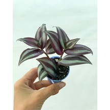Videolu 1 Adet Bordo Telgraf Çiçeği 5-15 Cm Saksılı Çiçekli Bodur Bitkiler Tradescantia
